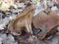 Bordás serleggomba (Helvella acetabulum), Budai-hegység